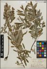 Foto von Salix humilis Marshall